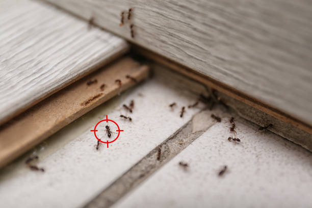 Best Best Pest Control Companies  in Lake Camelot, WI